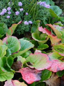 Herbstfärbung bei Bergenien, Fehngarten Ulrike Koska