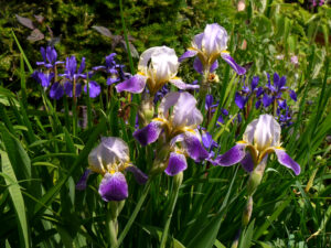 Verschiedene Iris-Sorten im Fehngarten Ulrike Koska