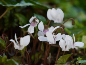 Cyclamen hederifolium 'Perlenteppich', Fehngarten Ulrike Koska