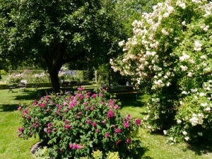 Rosa 'Charles de Mill' und Rosa 'Ghislaine de Feligonde', Visitengarten von Moorriem