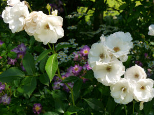 Roseninsel im Visitengarten von Moorriem