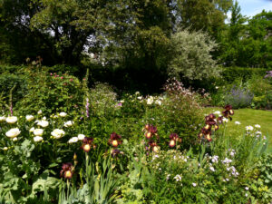 Paeonia 'Jan van Leeuwen' und Iris barbata 'Provencal', Junigarten Moorriem