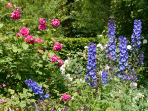 Delphinium 'Ouvertüre', Junigarten, Garten Moorriem