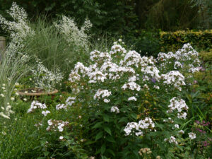 Phlox und Thalictrum delavayi 'Splendide White', (Delavays Wiesenraute), Junigarten, Garten Moorriem