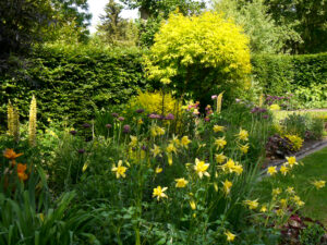 Aquilegia chrysantha, Spätsommergarten, Garten Moorriem