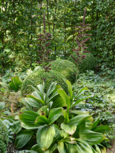 Veratrum nigrum, schwarzer Germer, Waldgarten, Garten Moorriem