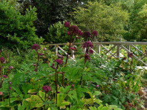 Angelica gigas, Engelswurz, Waldgarten, Garten Moorriem