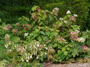 Eichblatt-Hortensie, Hydrangea quercifolia, Waldgarten, Garten Moorriem