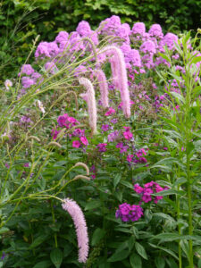 Sanguisorba 'Pink Brushes', Koreanischer Wiesenknopf, Wiesengarten, Garten Moorriem