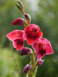 Gladiolus papilio 'Ruby', Wiesengarten, Garten Moorriem