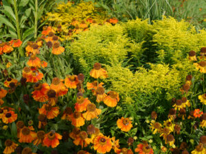 Helenium und Solidago, Wiesengarten, Garten Moorriem