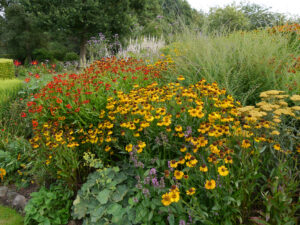 Helenium, Achillea, Wiesengarten, Garten Moorriem