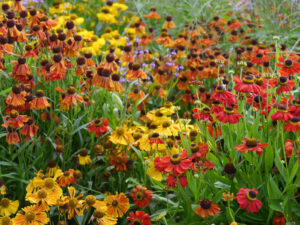 Helenium in Sorten, Garten Moorriem