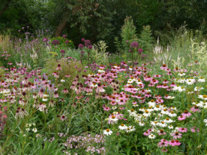 Echinacea purpurea 'Alba', Echinacea purpurea und pallida, Wiesengarten, Garten Moorriem