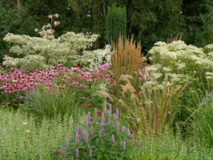 Etagenhartriegel, Echinacea purpurea, Wiesengarten, Garten Moorriem