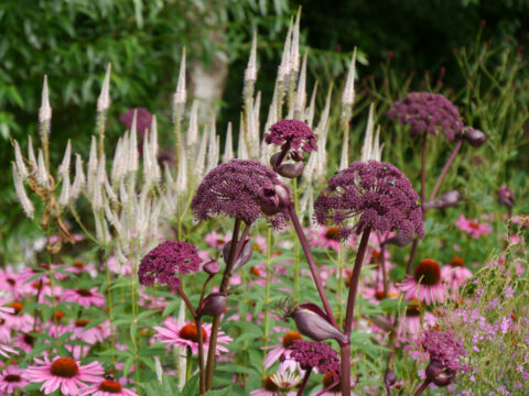 Angelica gigas, Echinacea purpurea, Wiesengarten, Garten Moorriem