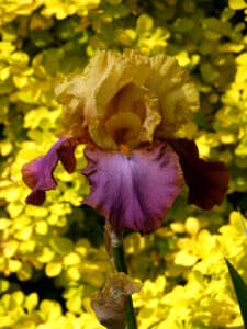 Iris barbata Hybride, Spätsommergarten, Garten Moorriem