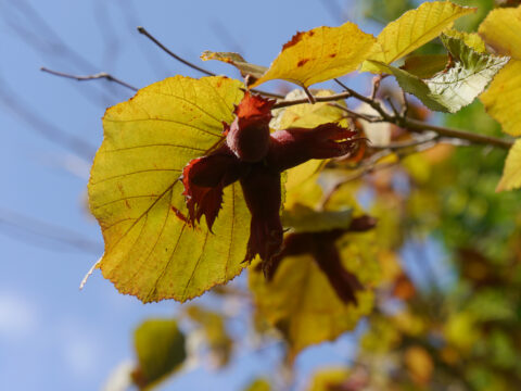 Haselstrauch, Wurzerlsgarten