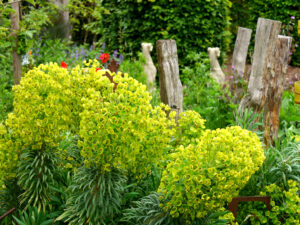 Rickelpfähle und Euphorbia characias orientalis im Garten Erna de Wolff