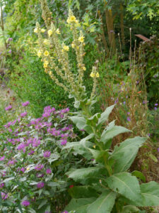 Verbascum, Garten Erna de Wolff