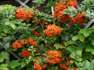 Pyracantha 'Orange Glow', Garten Erna de Wolff