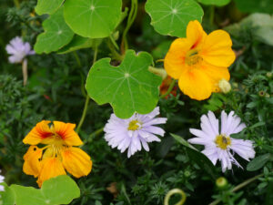 Tropaeolum majus, Kapuzinerkresse,mit Herbstaster, Garten Erna de Wolff