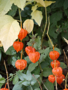 Physalis alkekengi, Lampionblume, Garten Erna de Wolff