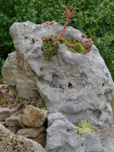 Sempervivum auf Stein gepflanzt im Eingangsbereich des Hortus Insectorum