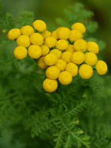 Tanacetum vulgare, Rainfarn, im Hortus Insectorum, Markus Gastl