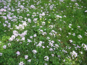 Blumenwiese mit Cardamine pratensis, Wiesenschaumkraut, April, München