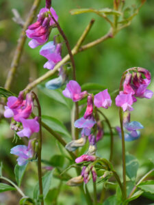 Lathyrus vernus, Frühlings-Platterbse