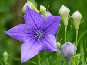 Platycodon grandiflorus, Chinesische Glockenblume in Wurzerlsgarten