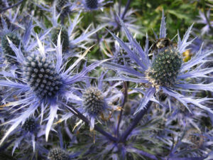 Eryngium alpinum 'Blue Star' Wurzerlsgarten