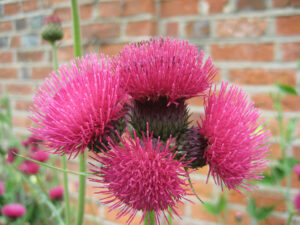 Cirsium rivulare 'Atropurpureum, Wurzerlsgarten