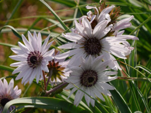 Berkheya purpurea, Purpurdistel, Wurzerlsgarten