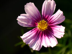 Cosmos bipinnatus, Cosmee, Wurzerlsgarten