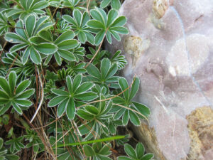 Alchemilla alpina, Alpen-Frauenmantel in Wurzerlsgarten