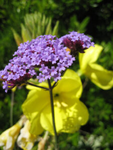 Verbena bonariensis vor Oenothera in Wurzerlsgarten