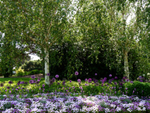 Blumenband vor Birken, Park der Gärten