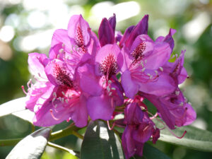 Rhododendron im Park der Gärten, Bad Zwischenahn