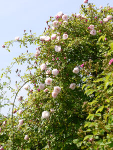 "RosenZeiten im Garten", Park der Gärten, Bad Zwischenahn