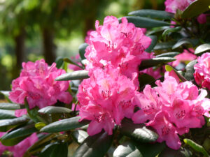 Rhododendron 'Rosselini', Park der Gärten, Bad Zwischenahn