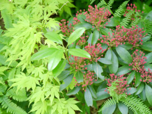 Acer palmatum 'Orange Dream', Kalmia latifolia 'Ostbo Red', Park der Gärten, Bad Zwischenahn