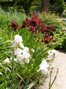 Bart-Iris-Anpflanzung im Park der Gärten, Bad Zwischenahn 