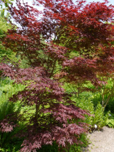 Acer palmatum 'Sherwood Flame', Japanischer Fächerahorn, Ahorntal im Park der Gärten, Bad Zwischenahn