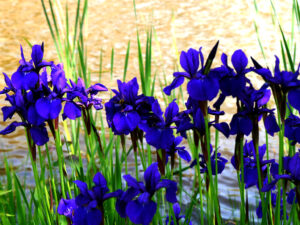 Iris sibirica 'Caesar', Park der Gärten, Bad Zwischenahn