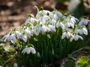 Einige Tuffs von Galanthus nivalis 'Flore Pleno' erscheinen in der Wiese in Wurzerlsgarten.