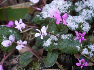 Die tapferen Cyclamen coum schütteln den Schnee einfach ab und blühen weiter in Wurzerlsgarten