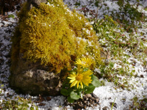 Doronicum orientale 'Magnificum', die Gämswurz im Steingarten von Wurzerlsgarten