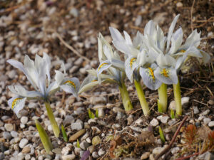 Iris histroides 'Frank Elder im Steingarten von Wurzerlsgarten